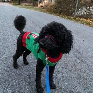 Meet your Posher, Lucy